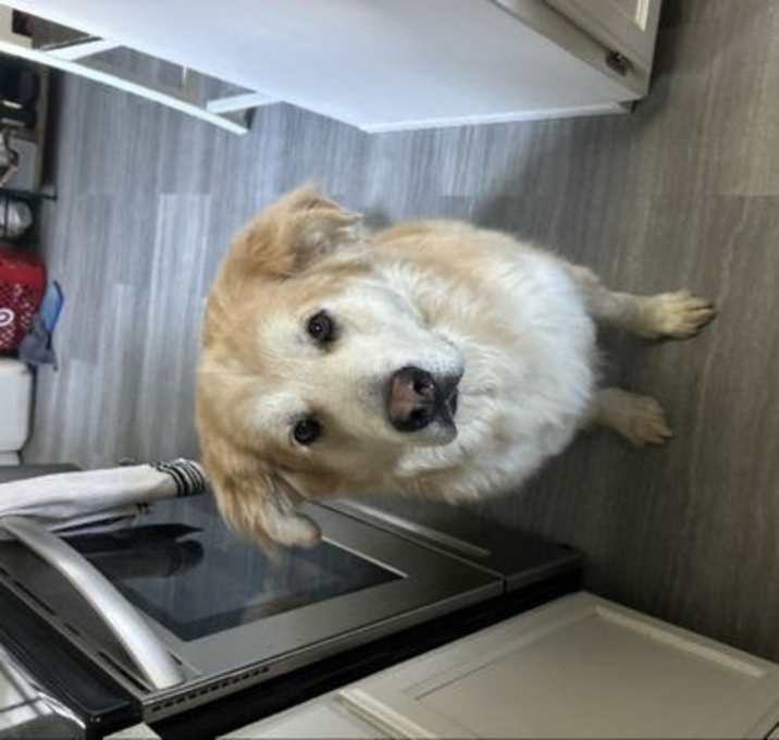Photo of Bear