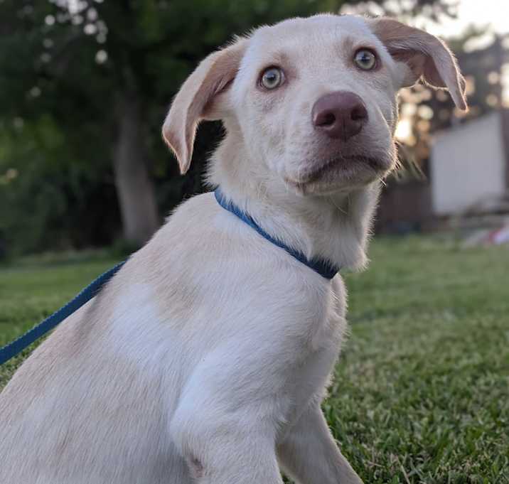 Photo of Snook