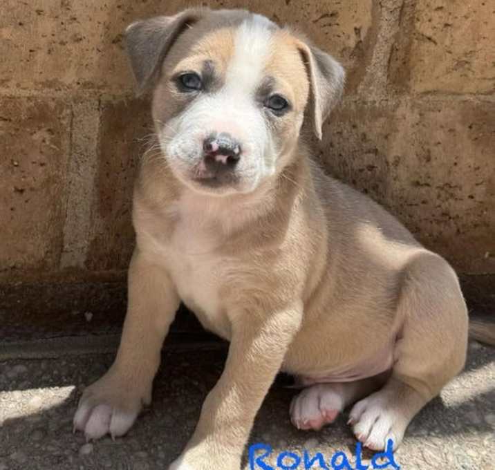 Photo of Ronald