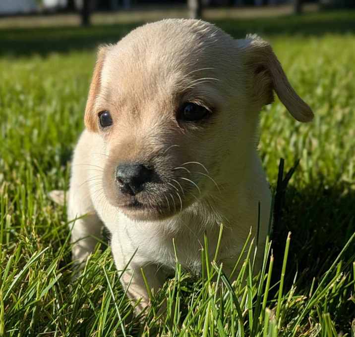 Photo of Feta