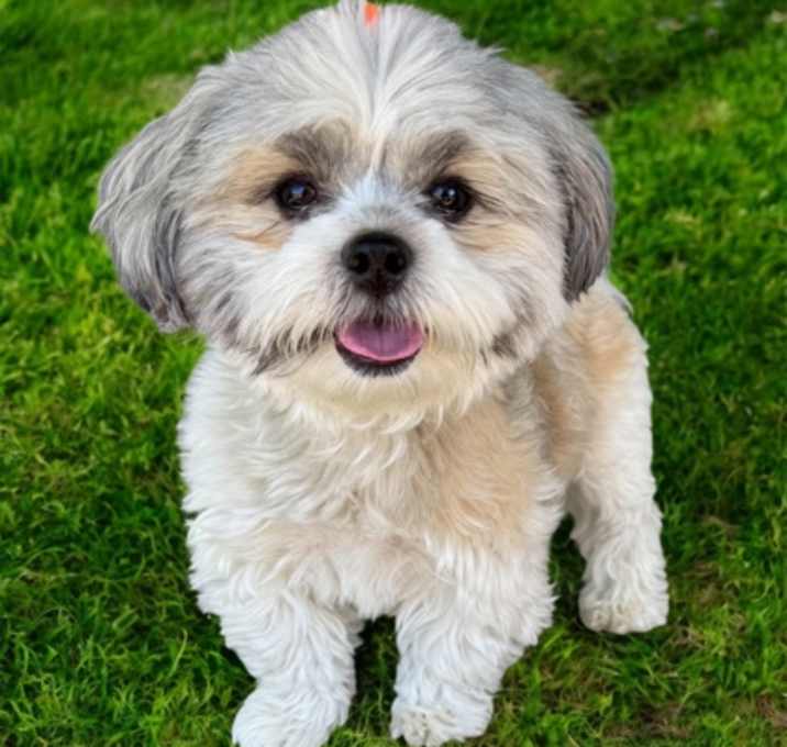 Photo of Cheeto