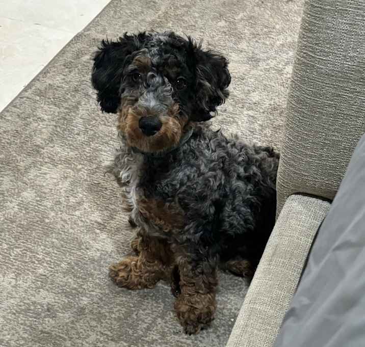 Photo of Cookie