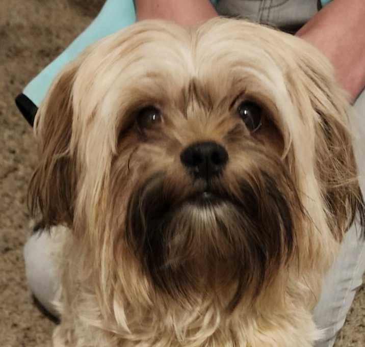 Photo of Kooper