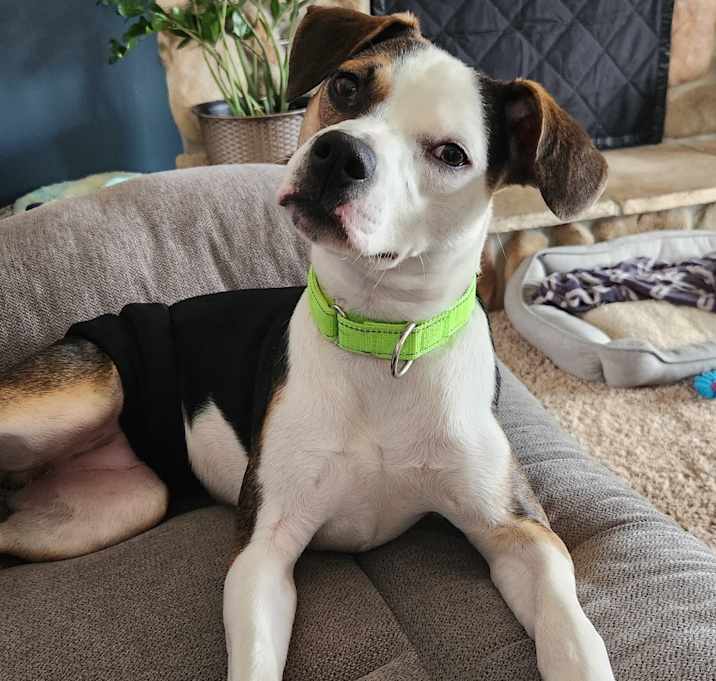Photo of Buddy $450