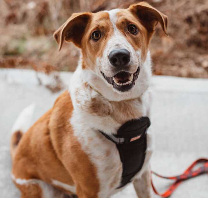 Photo of Dexter