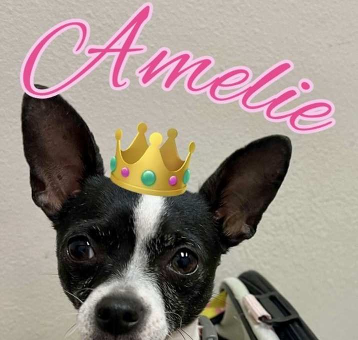 Photo of Amelie