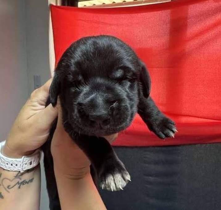 Photo of Olive Branch Litter:  Magnolia