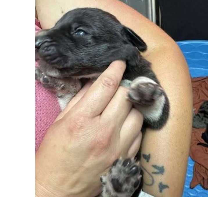 Photo of Olive Branch Litter:  Myrtle