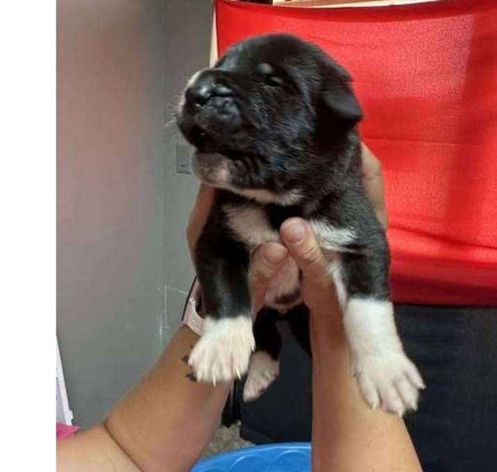 Photo of Olive Branch Litter:  Fig