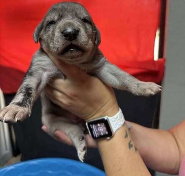 Photo of Olive Branch Litter:  Willow