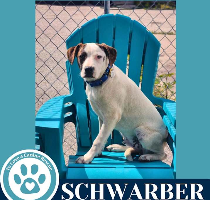 Photo of Schwarber (Philly Fanatics) 052425