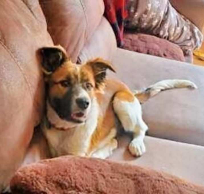 Photo of Koa