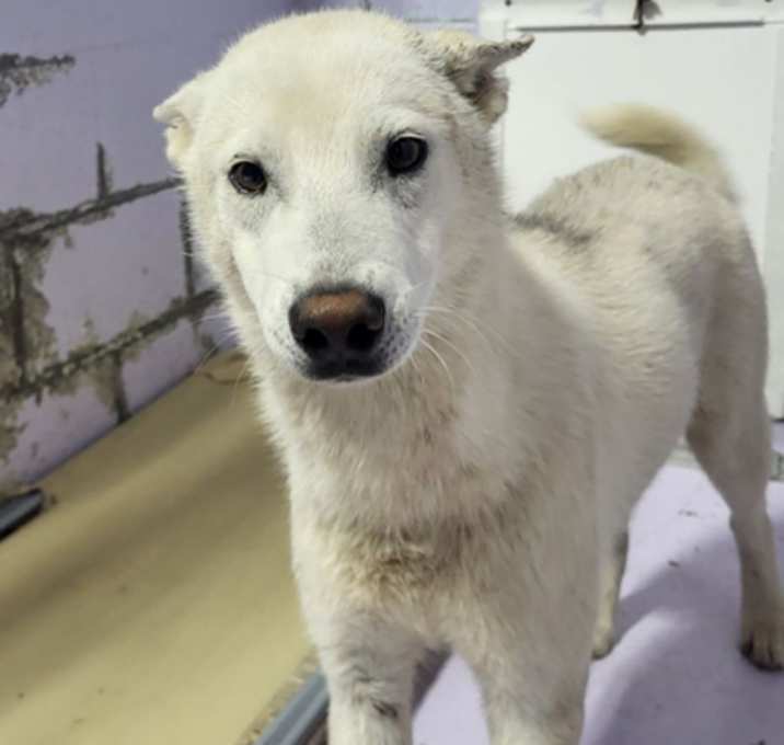 Photo of Kodiak