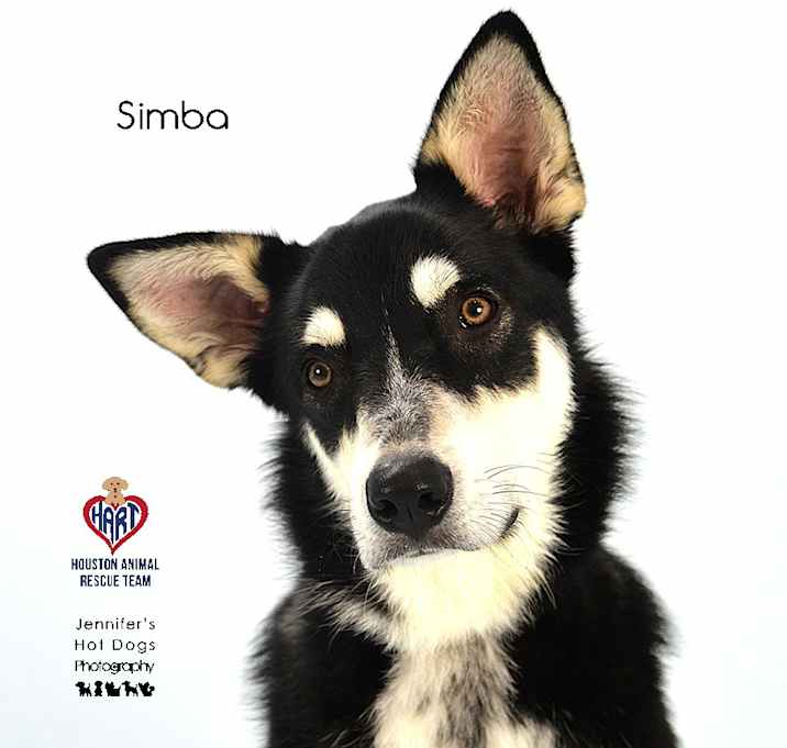 Photo of Simba