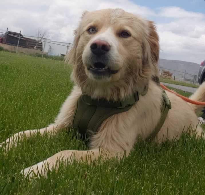 Photo of Rocko