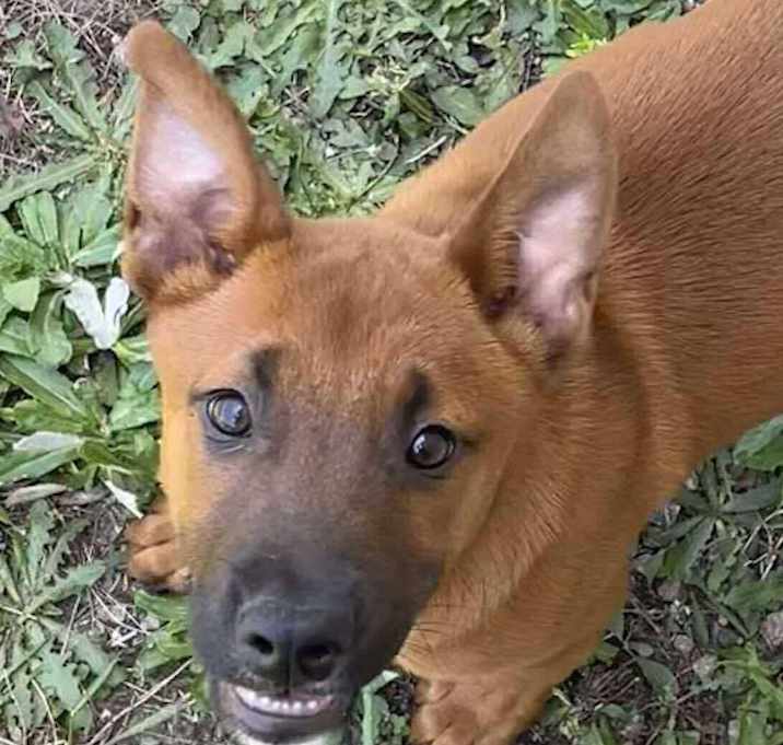 Photo of PICKLES/URGENT