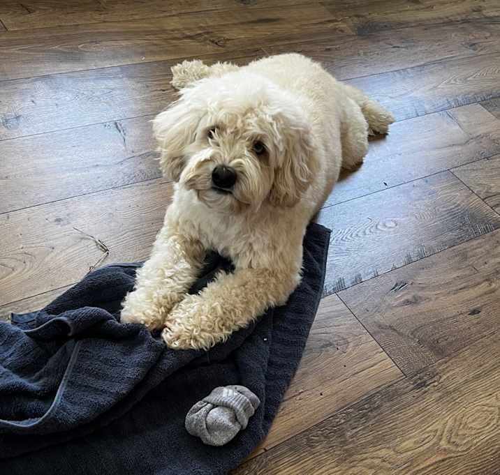 Photo of Dexter