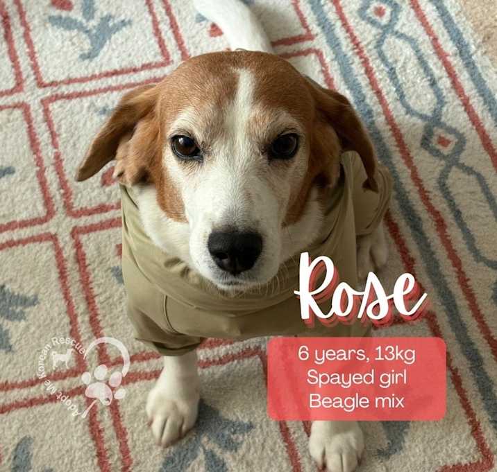 Photo of Rose