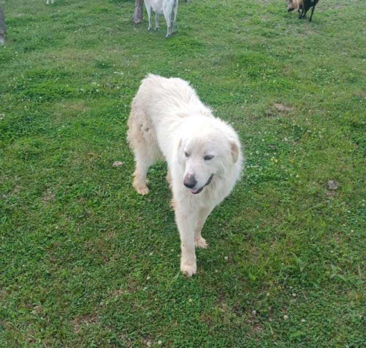 Photo of Yeti