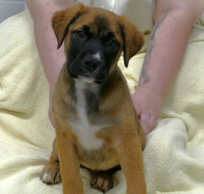 Photo of Hercules (courtesy post)