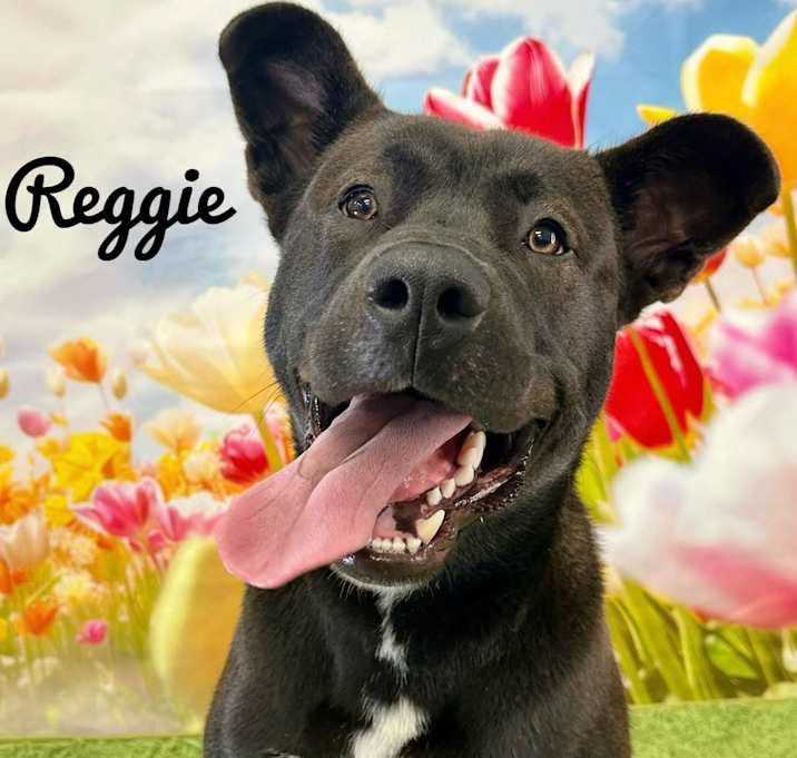Photo of Reggie