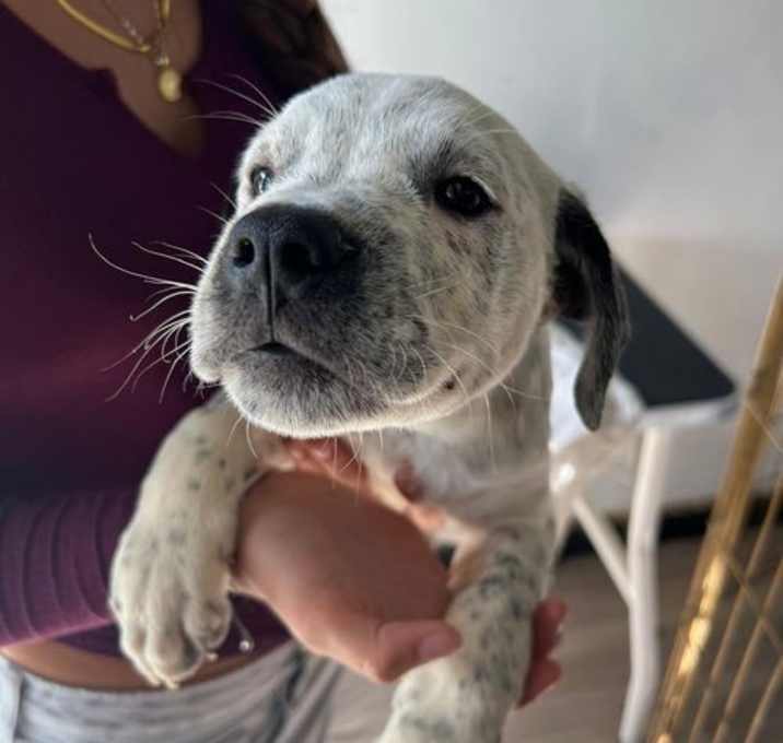 Photo of Marshmallow