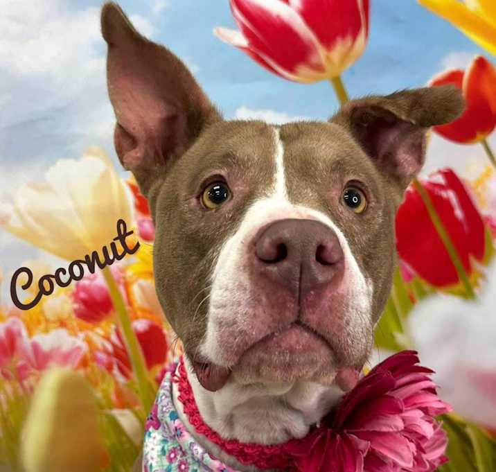 Photo of Coconut