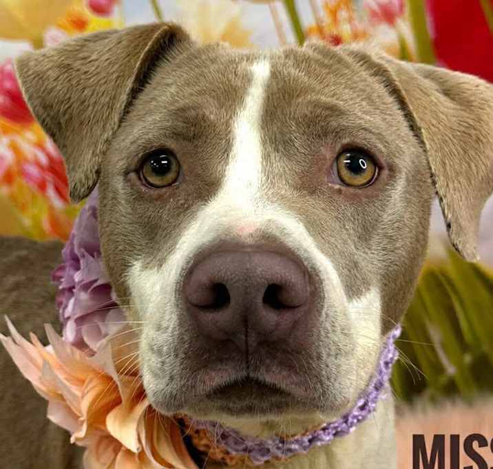 Photo of Missy