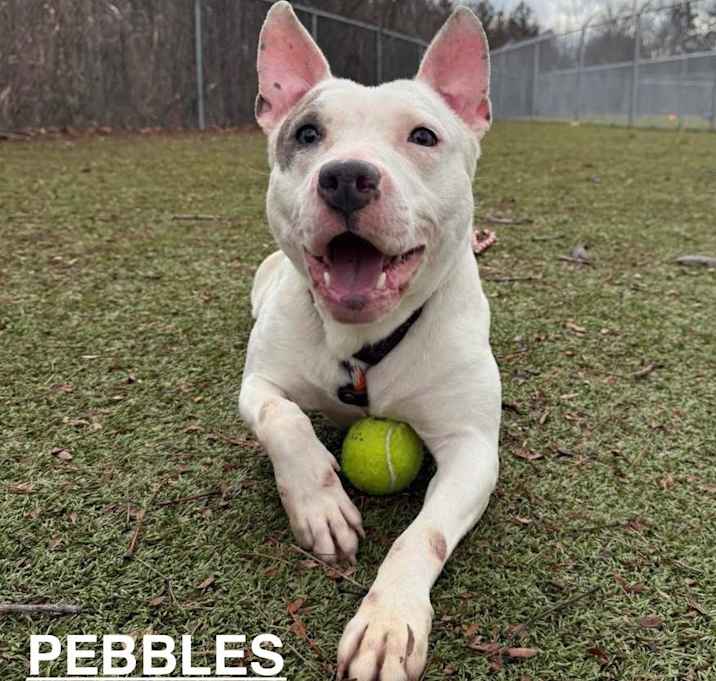 Photo of Pebbles