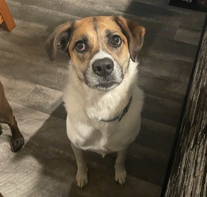 Photo of Honey