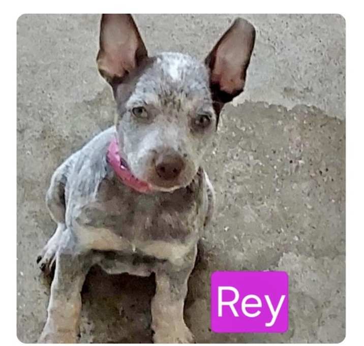 Photo of Rey
