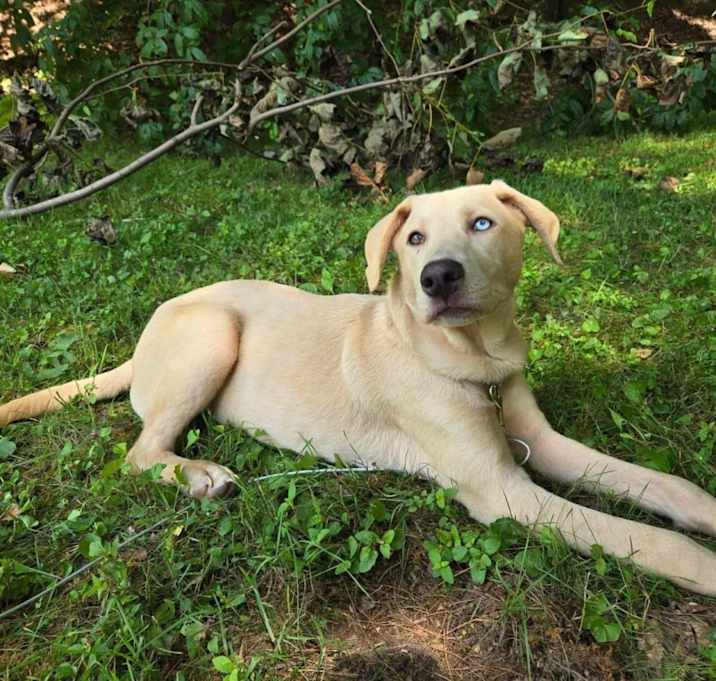Photo of Daisy