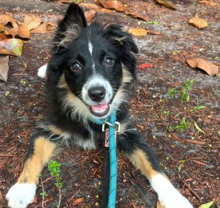 Photo of PEPPER