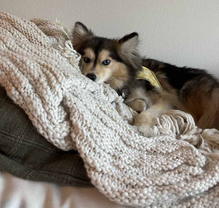 Photo of Aspen