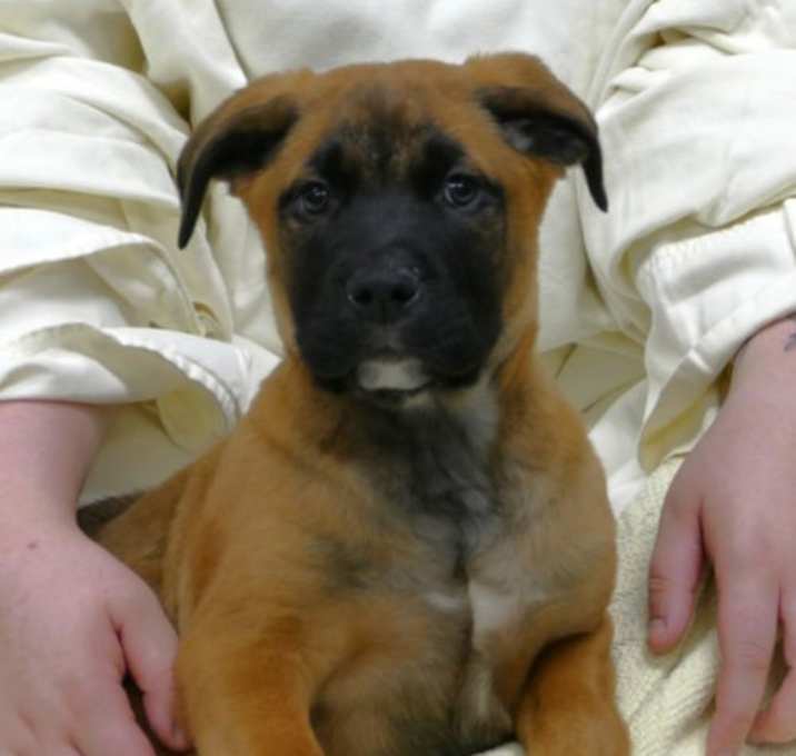 Photo of Samson (courtesy post)