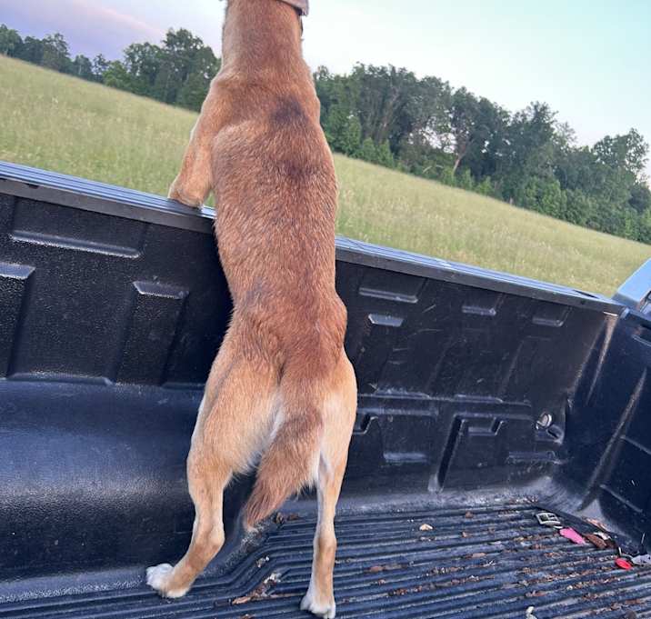 Photo of Chilli Dawg