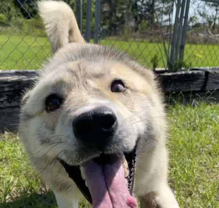 Photo of MAPLE/URGENT