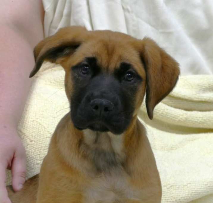 Photo of Duchess (courtesy post)