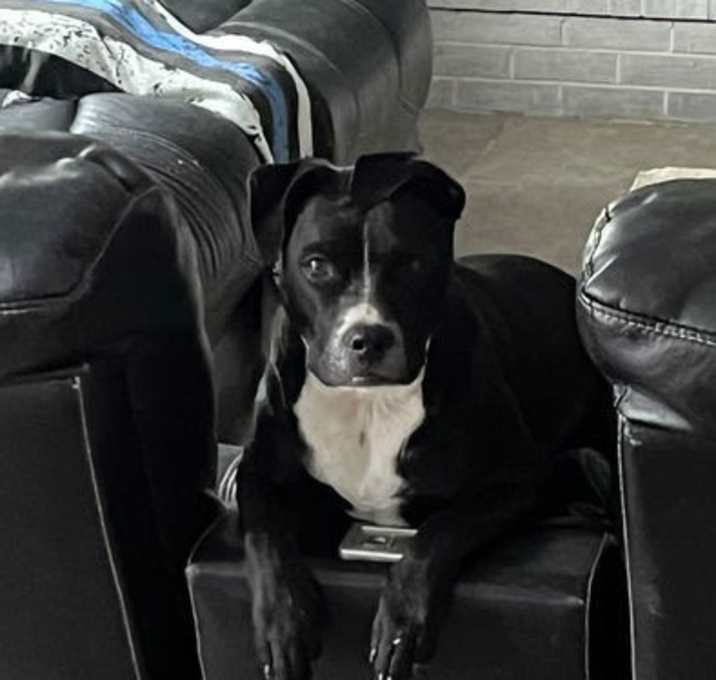 Photo of Bailey/Kiera