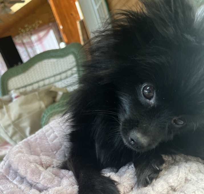 Photo of Onyx