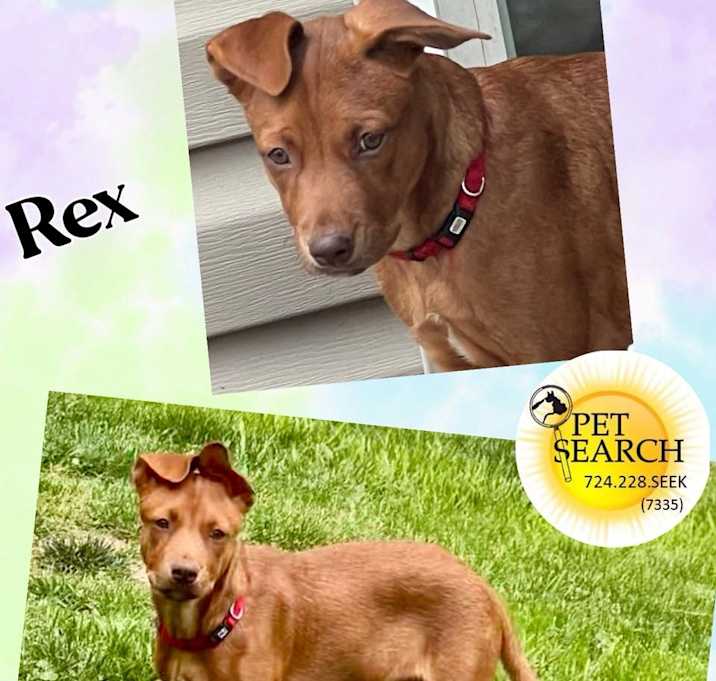 Photo of Rex