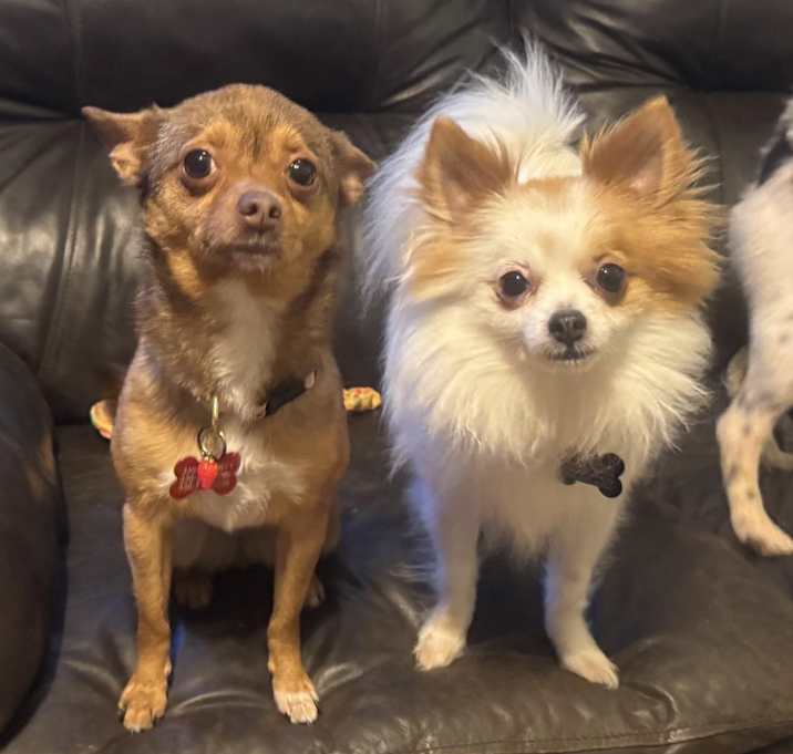 Photo of Lady & Butters - BONDED