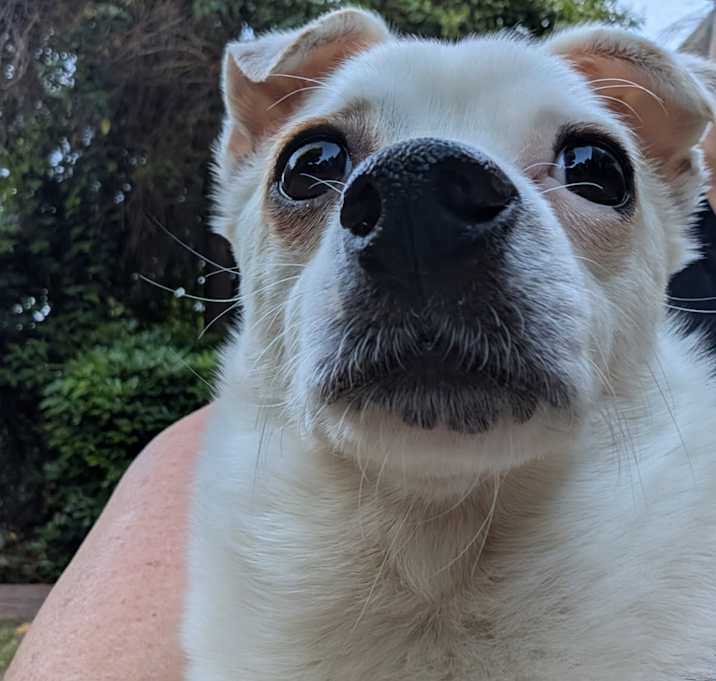 Photo of Gin