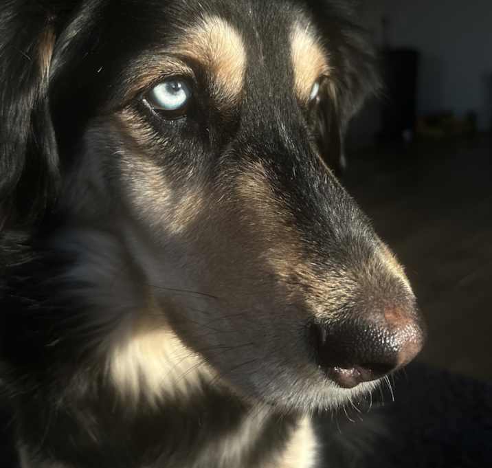 Photo of Blue