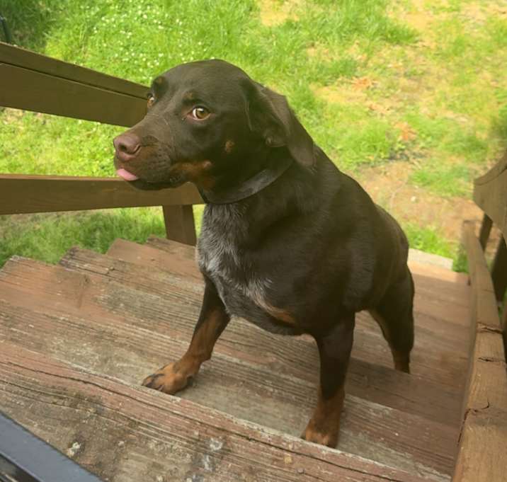 Photo of Ozzie
