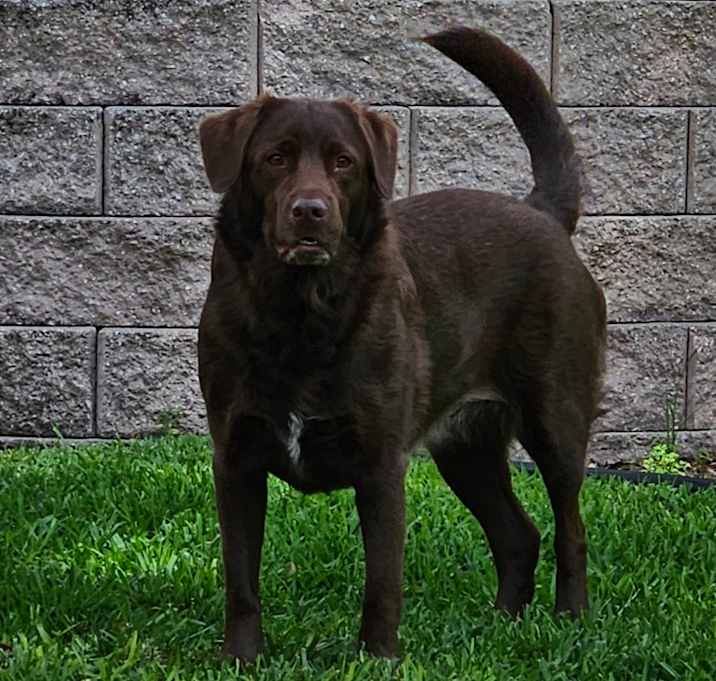 Photo of Nala