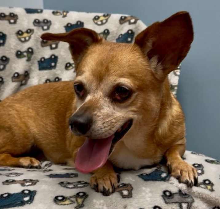 Photo of Milo