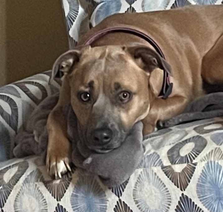 Photo of Penny