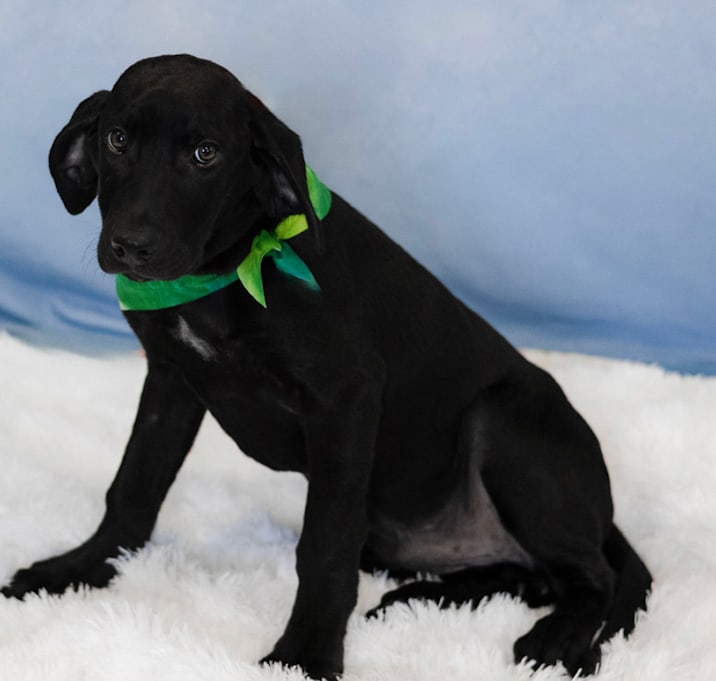 Photo of Midnight 