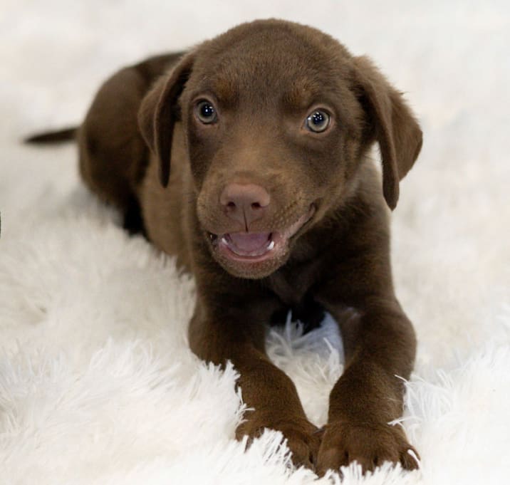 Photo of Brody